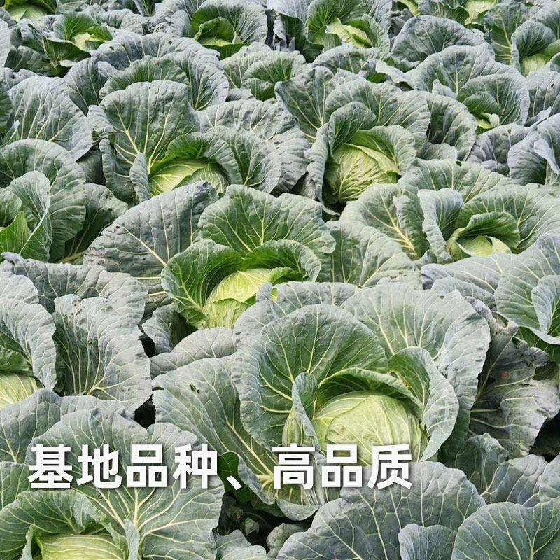 Семена капусты, рассада капусты, семена кочанной капусты, круглая капуста
