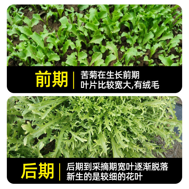 Семена четырёхсезонного горького хризантемы, рассада с вариегатными листьями, семена горького салата, осенние семена для горшочного овощеводства