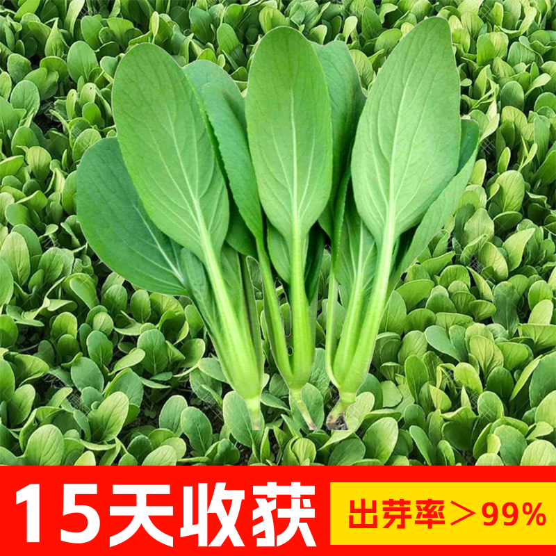Семена овощей Цзи Мао Цай, Шанхайская зелень, полный набор семян, семена пак-чой для балконного выращивания, круглогодично