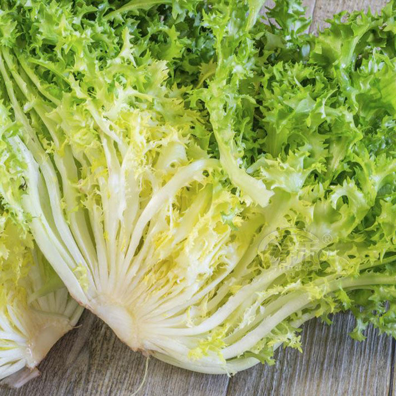 Семена четырёхсезонного горького хризантемы, рассада с вариегатными листьями, семена горького салата, осенние семена для горшочного овощеводства