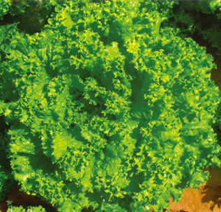 Гуандун, бесплатная доставка SF Express Зеленый рыхлый лист Зеленый коралл Зеленый ромэнский салат Салатный гарнир для западной кухни 300г/7 юаней