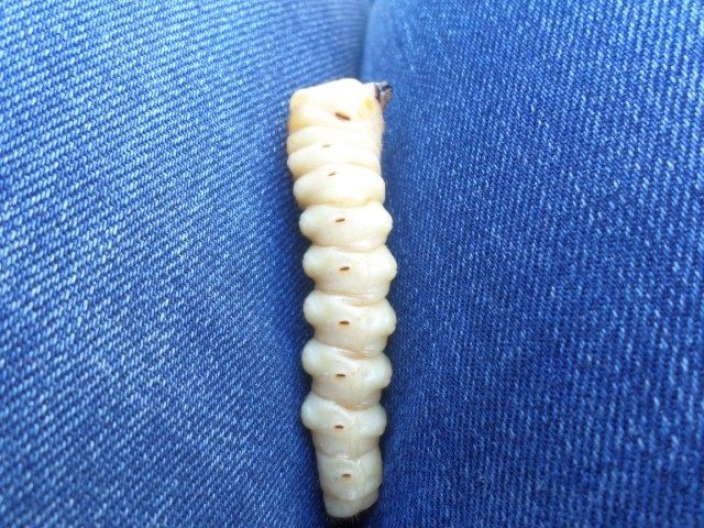 Ма Цзинь Доумичонг / Чжэцзян [Дикие живые экземпляры] Доумичонг / Даоду Хуанланг-червь / Хуанляо Волчий Червь / Юньши Древоточец