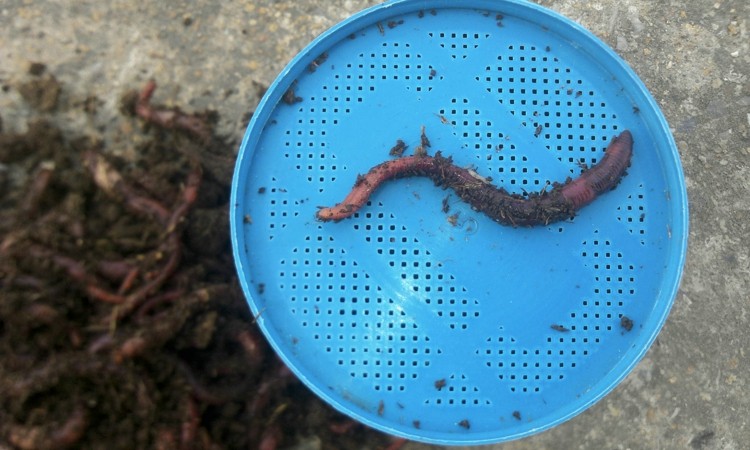 Живые красные черви в коробке - свежая приманка для рыбалки Da Ping No.2 от Fishing King Military Earthworms