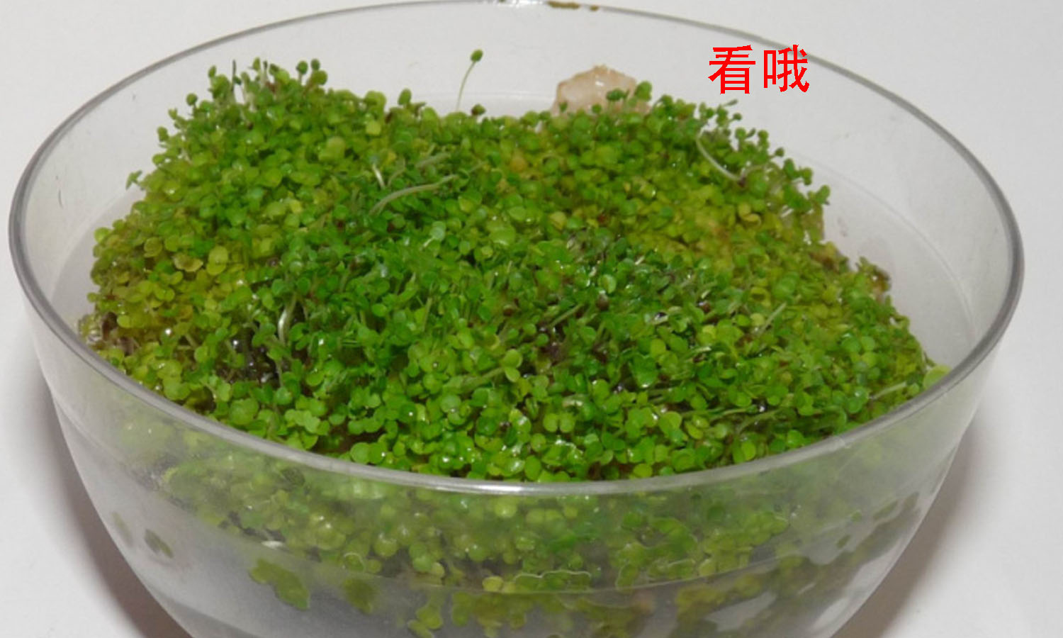 Бесплатная доставка импортной тайской маски для лица с мелкими гранулами водорослей 720г увлажняющая без смывания