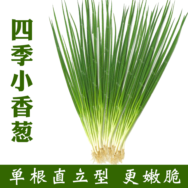 Семена маленького зеленого лука с Тайваня на четыре сезона, с обильным ветвлением, подходят для посадки весной, летом и осенью