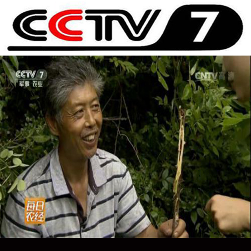 Ма Цзинь Доумичонг / Чжэцзян [Дикие живые экземпляры] Доумичонг / Даоду Хуанланг-червь / Хуанляо Волчий Червь / Юньши Древоточец