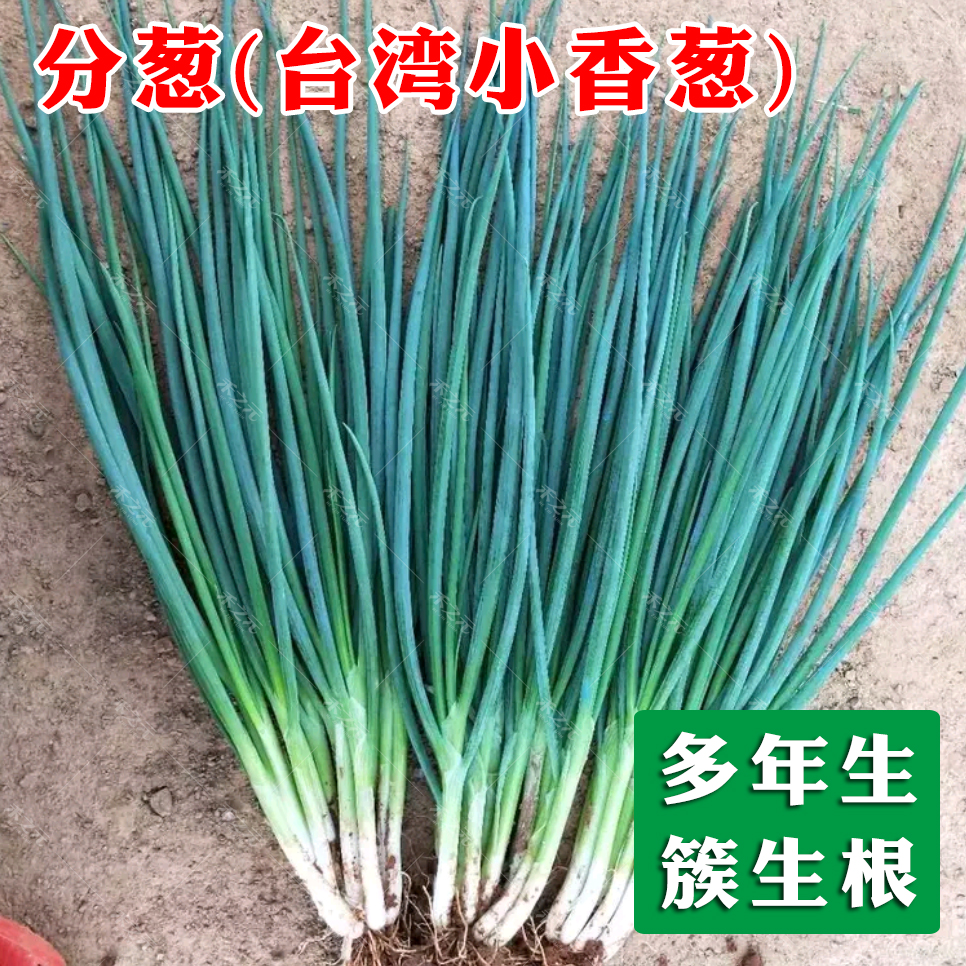 Семена маленького зеленого лука с Тайваня на четыре сезона, с обильным ветвлением, подходят для посадки весной, летом и осенью