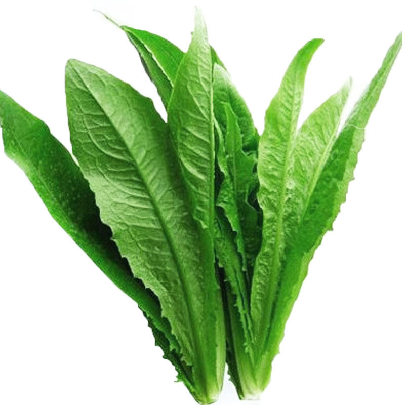 Семена масличного салата для круглогодичной посадки - зеленые овощные семена для балкона и выращивания в горшках, полный ассортимент весенних семян