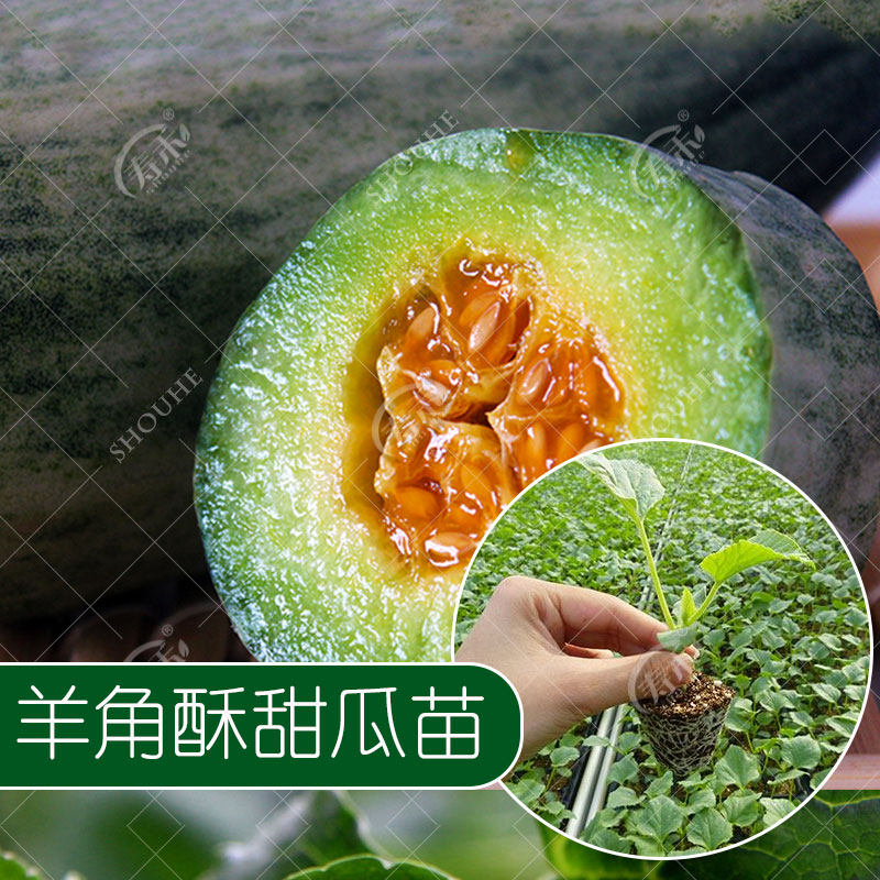 Семена и саженцы медовой дыни с рогами, хрустящей сладкой дыни, овощные саженцы с высокой урожайностью, ароматной дыни на все сезоны, комплект уплотненных саженцев