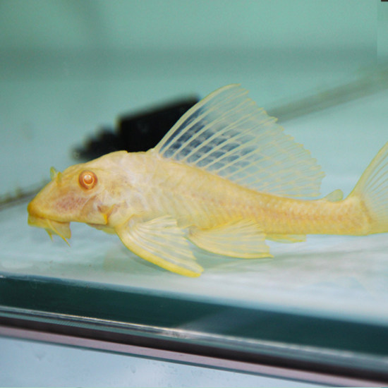 Красноглазый золотой королевский сом-присоска живое существо, королева с большими плавниками, леопардовый узор, тропическая рыба для аквариума