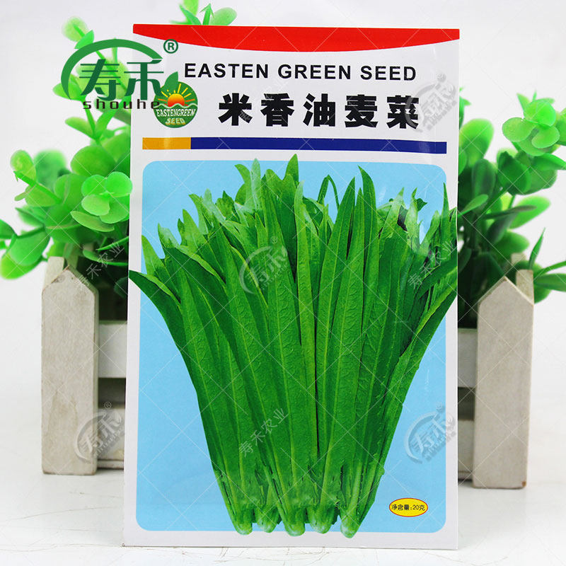 Семена масличного салата для круглогодичной посадки - зеленые овощные семена для балкона и выращивания в горшках, полный ассортимент весенних семян