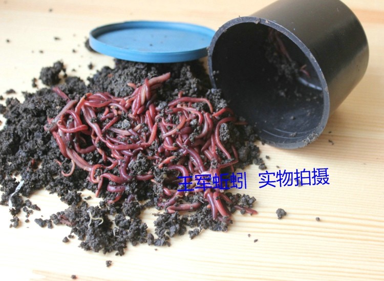 Live Red Earthworms in Box - Fresh Fishing Bait Da Ping No.2 for Angling by Fishing King Military Earthworms