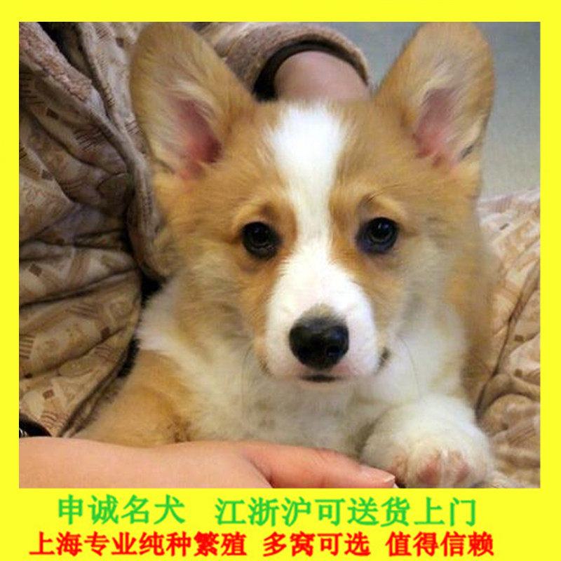Чистокровные щенки корги, живые, с шанхайской родословной, питомник корги, коротконогие щенки, семейные собаки-компаньоны