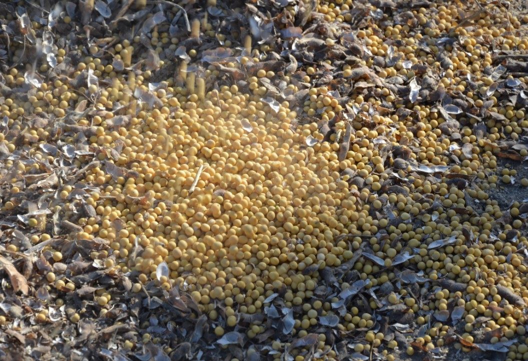 Соевые бобы с Северо-Востока / Смесь зерновых круп, крупяное молоко из соевых бобов, черные бобы для каши Лаба с машем, красной фасолью и ростками бобов