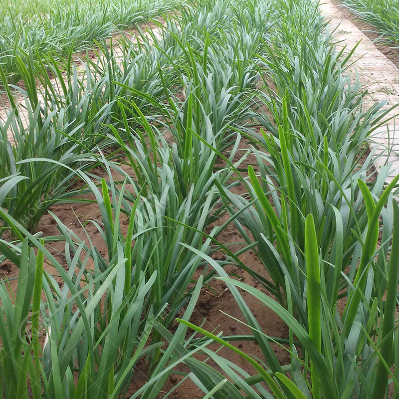 Семена лука-резанца с фиолетовым корнем, круглогодичное выращивание, красный корень, широкие листья, овощные саженцы, полный набор больших новых семян