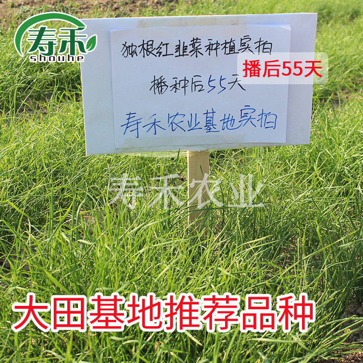 Семена лука-резанца с фиолетовым корнем, круглогодичное выращивание, красный корень, широкие листья, овощные саженцы, полный набор больших новых семян