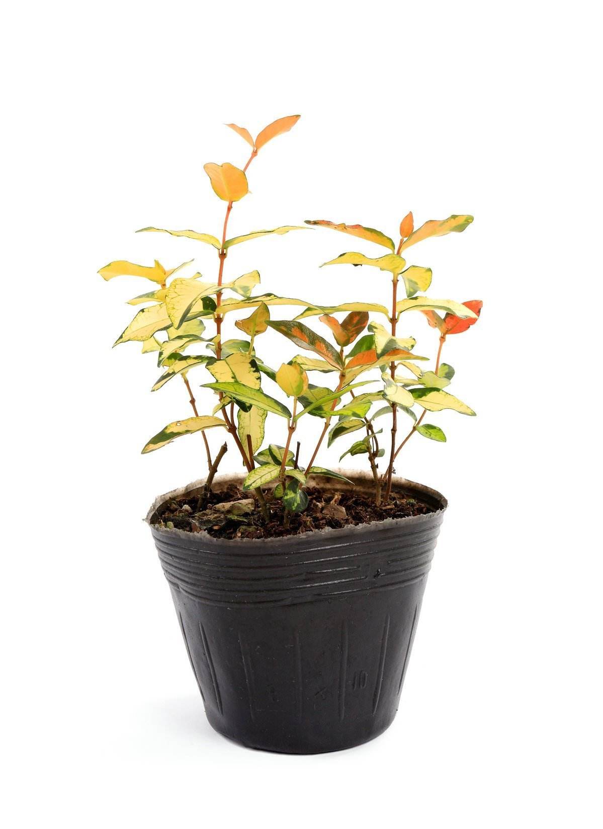 Различные черные простые лотки для рассады и питательные горшки от производителя | Горшки для рассады, питательные стаканчики, мешки для рассады