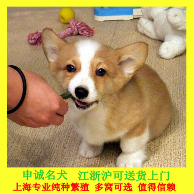 Чистокровные щенки корги, живые, с шанхайской родословной, питомник корги, коротконогие щенки, семейные собаки-компаньоны