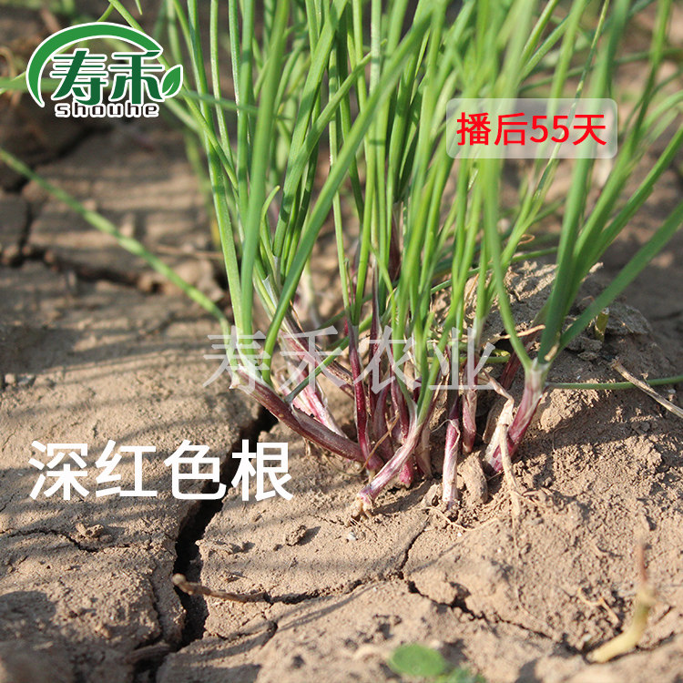 Семена лука-резанца с фиолетовым корнем, круглогодичное выращивание, красный корень, широкие листья, овощные саженцы, полный набор больших новых семян
