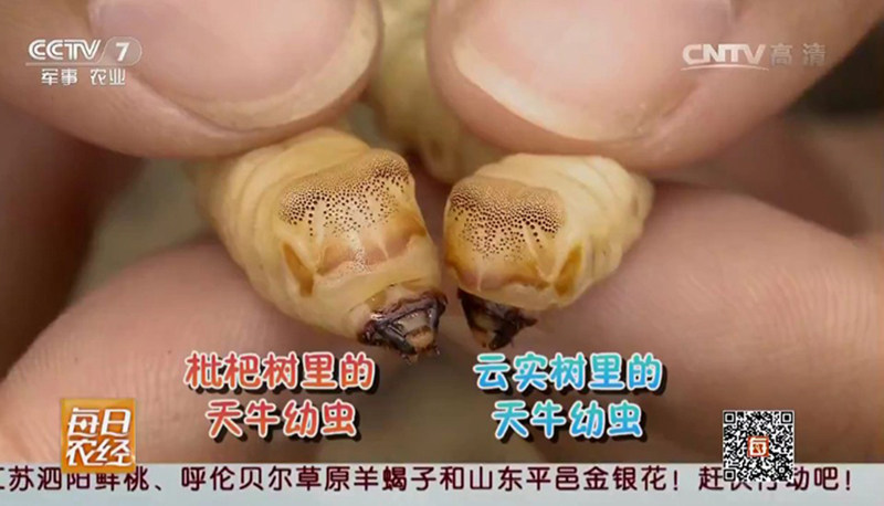 Ма Цзинь Доумичонг / Чжэцзян [Дикие живые экземпляры] Доумичонг / Даоду Хуанланг-червь / Хуанляо Волчий Червь / Юньши Древоточец