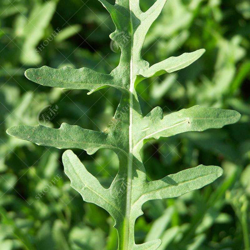 Семена рукколы, семена мелких зелёных овощей, семена салата ракеты, всесезонные семена овощей, семена для горшков, северо-восточные овощи с характерным запахом