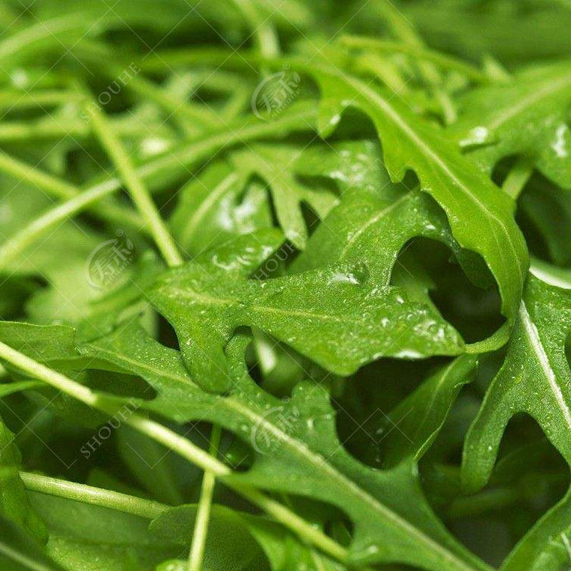 Семена рукколы, семена мелких зелёных овощей, семена салата ракеты, всесезонные семена овощей, семена для горшков, северо-восточные овощи с характерным запахом