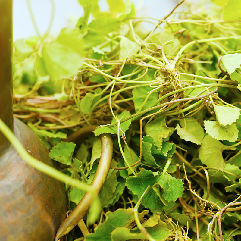 Гидролат центеллы азиатской Feizao Collect - высококонцентрированный увлажняющий и успокаивающий 240 мл