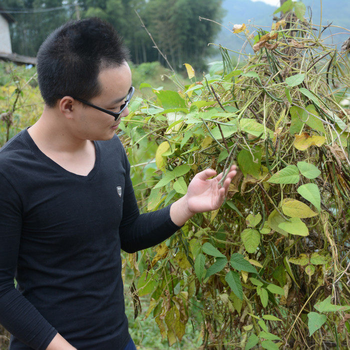 Длиннозерный красный фасоль Сяо Цзян новый урожай, не красная фасоль, отборный красный фасоль 500г, деревенские старые сорта злаков, партнер с чжу