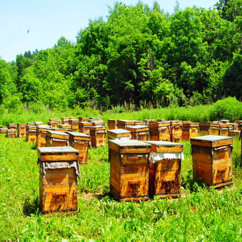 Свежий дикий мед шизандры из глубоких гор, сырой мед домашнего производства, натуральный дикий зрелый многоцветочный мед без добавок