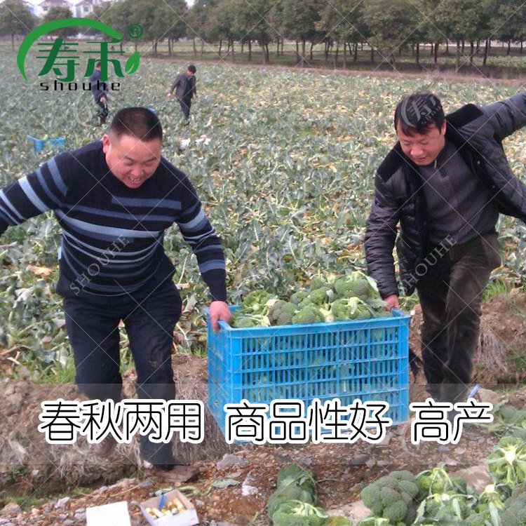 Семена брокколи, саженцы брокколи Манду зеленая цветная капуста, высококачественные семена брокколи