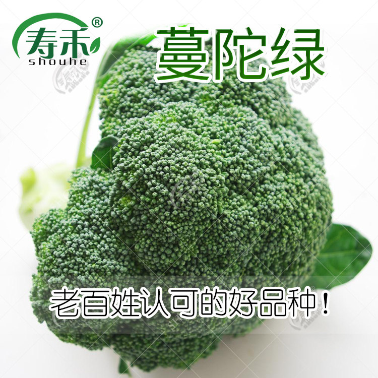 Семена брокколи, саженцы брокколи Манду зеленая цветная капуста, высококачественные семена брокколи