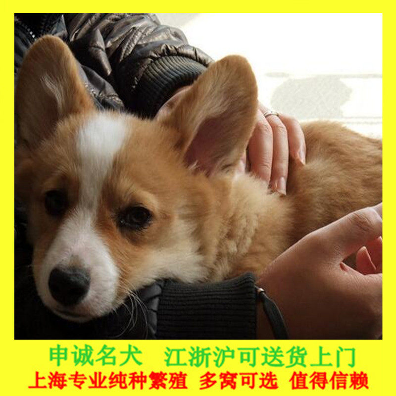 Чистокровные щенки корги, живые, с шанхайской родословной, питомник корги, коротконогие щенки, семейные собаки-компаньоны