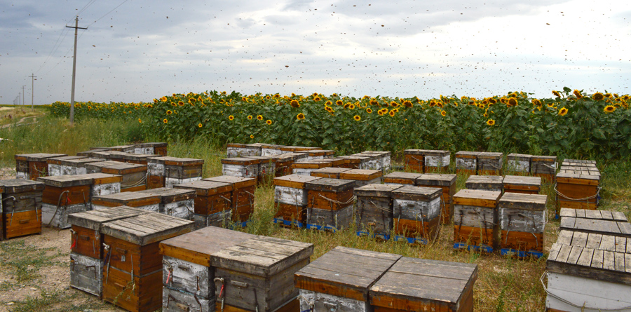 Подсолнечный мед из Синьцзяна 500г | Мед Цзиньша высокого созревания, чистый натуральный