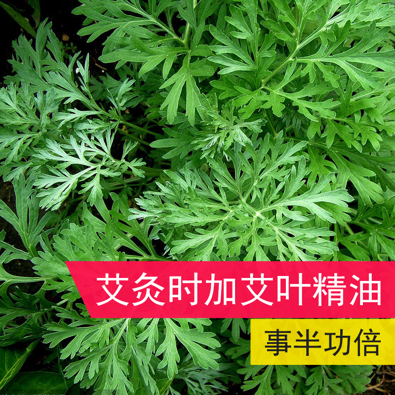 Чистое однокомпонентное эфирное масло полыни Zhenlian 10 мл для массажа тела, гуаша, моксотерапии, ароматерапии и ухода за кожей