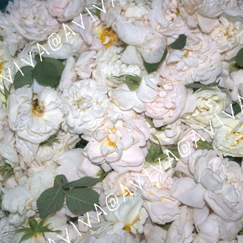 Yu Shang Shui Белая роза! Болгарский редкий гидролат белой розы 220 мл осветляющий и увлажняющий натуральный оригинал