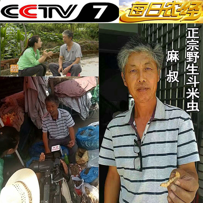 Ма Цзинь Доумичонг / Чжэцзян [Дикие живые экземпляры] Доумичонг / Даоду Хуанланг-червь / Хуанляо Волчий Червь / Юньши Древоточец