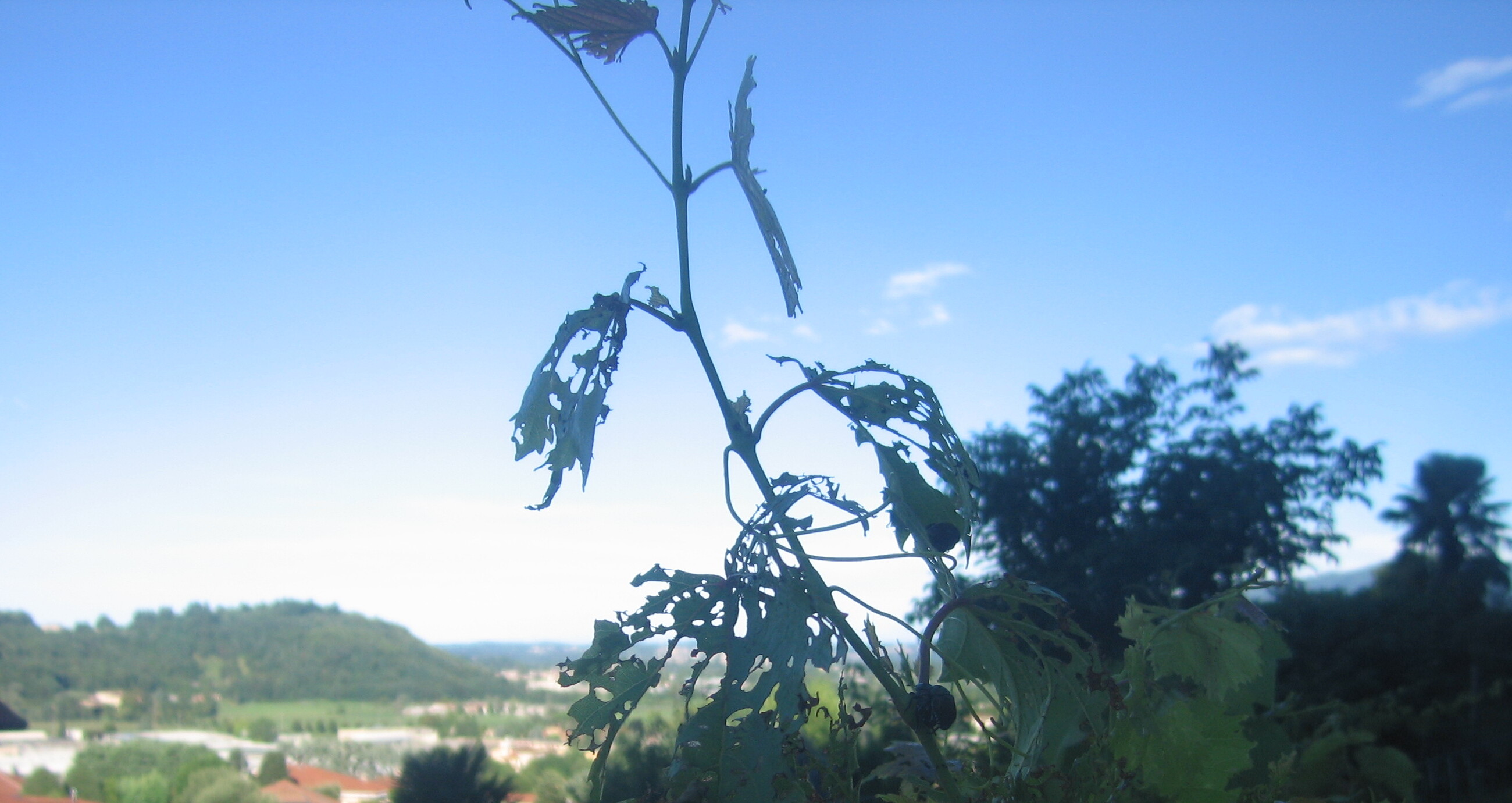 immagine della webcam nei dintorni di Sormano: webcam Oggiono