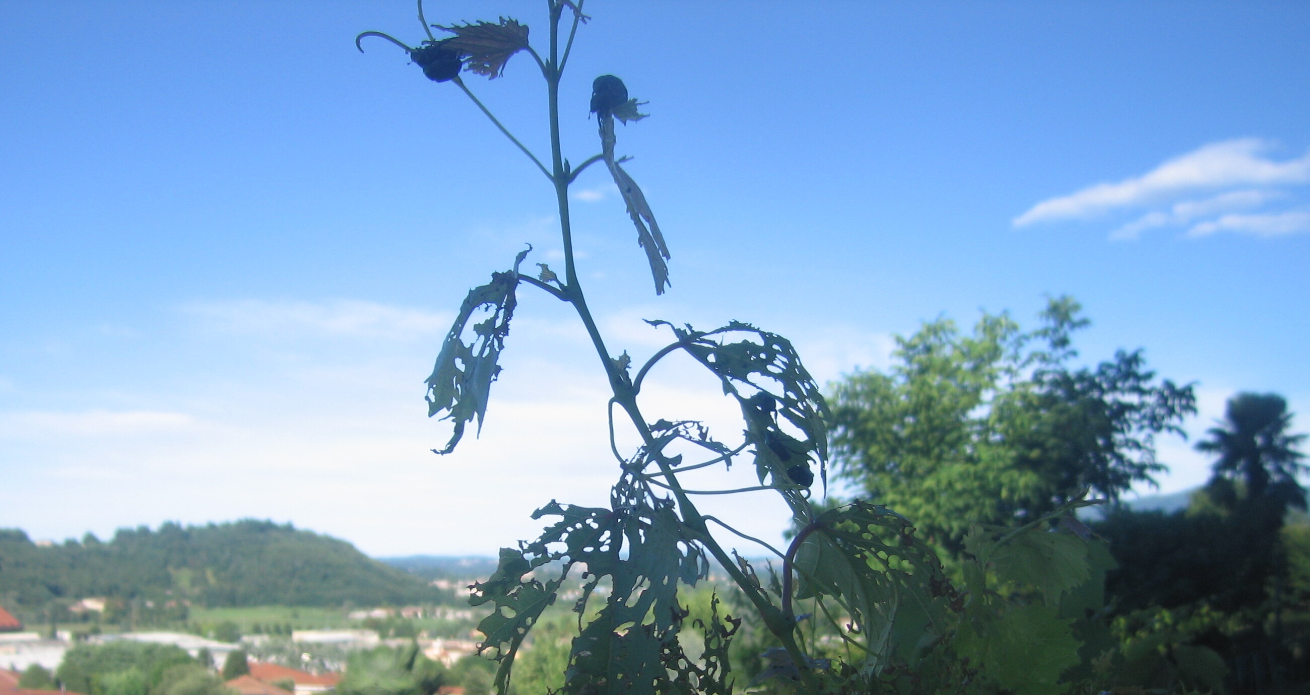 immagine della webcam nei dintorni di Strozza: webcam Oggiono